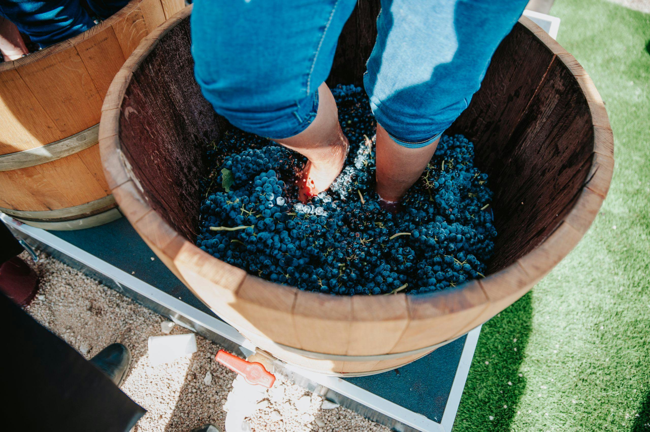 Traditional wine making with feet.