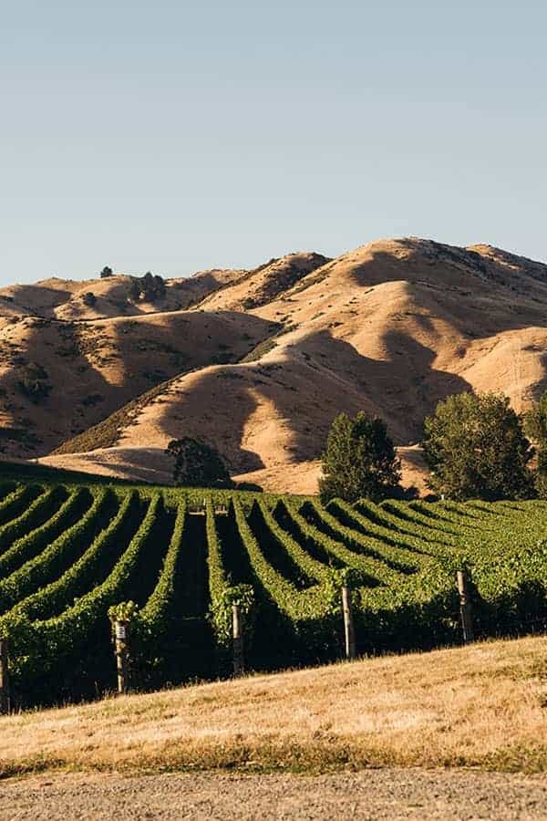 Cloudy Bay winery vineyard in New Zealand.