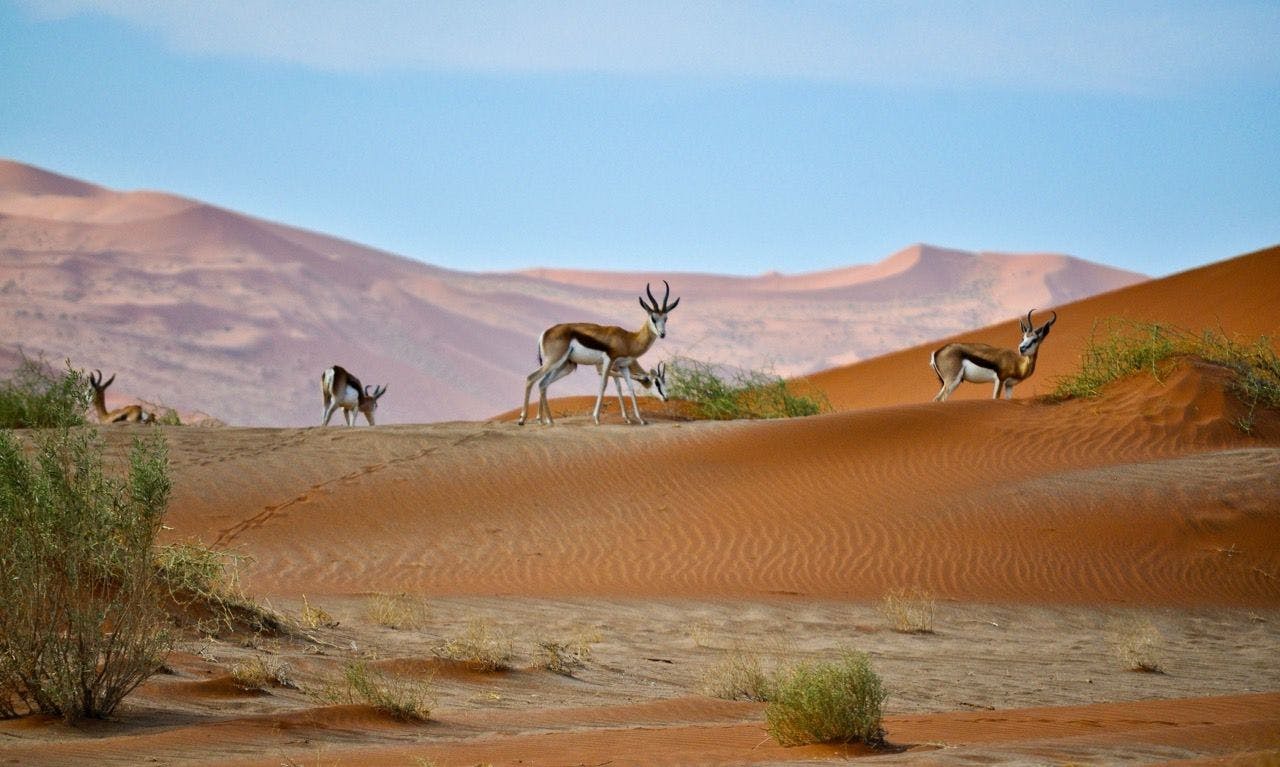 Animals in the Kalahari desert in Namibia