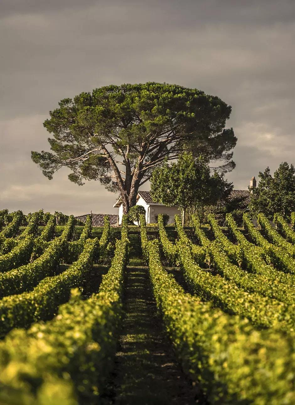 Vineyard of Château Lafite Rothschild in Gironde France.