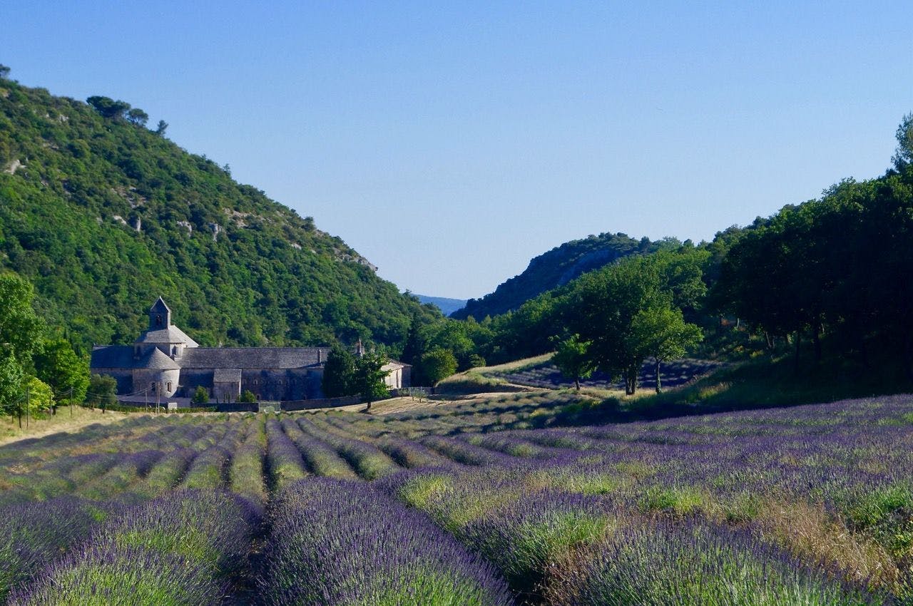 Lavender fields in Provence France during summer.