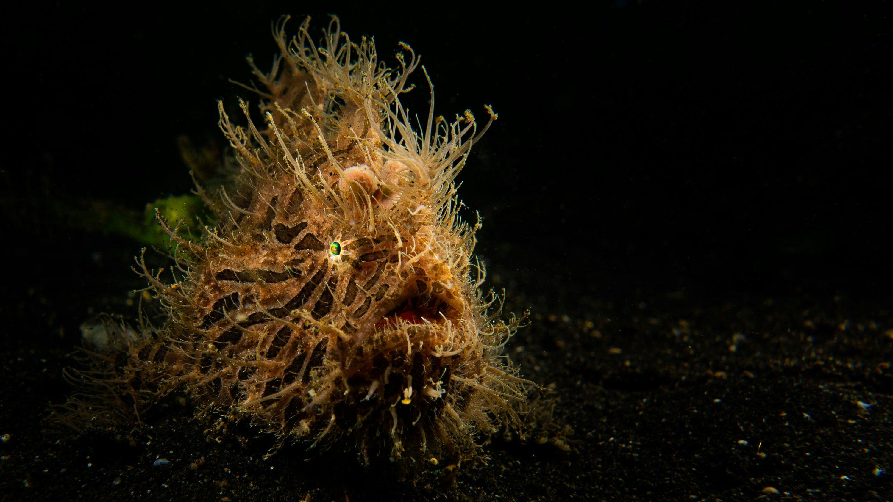 Striated Frogfish in Lembeh Strait in Indonesia.