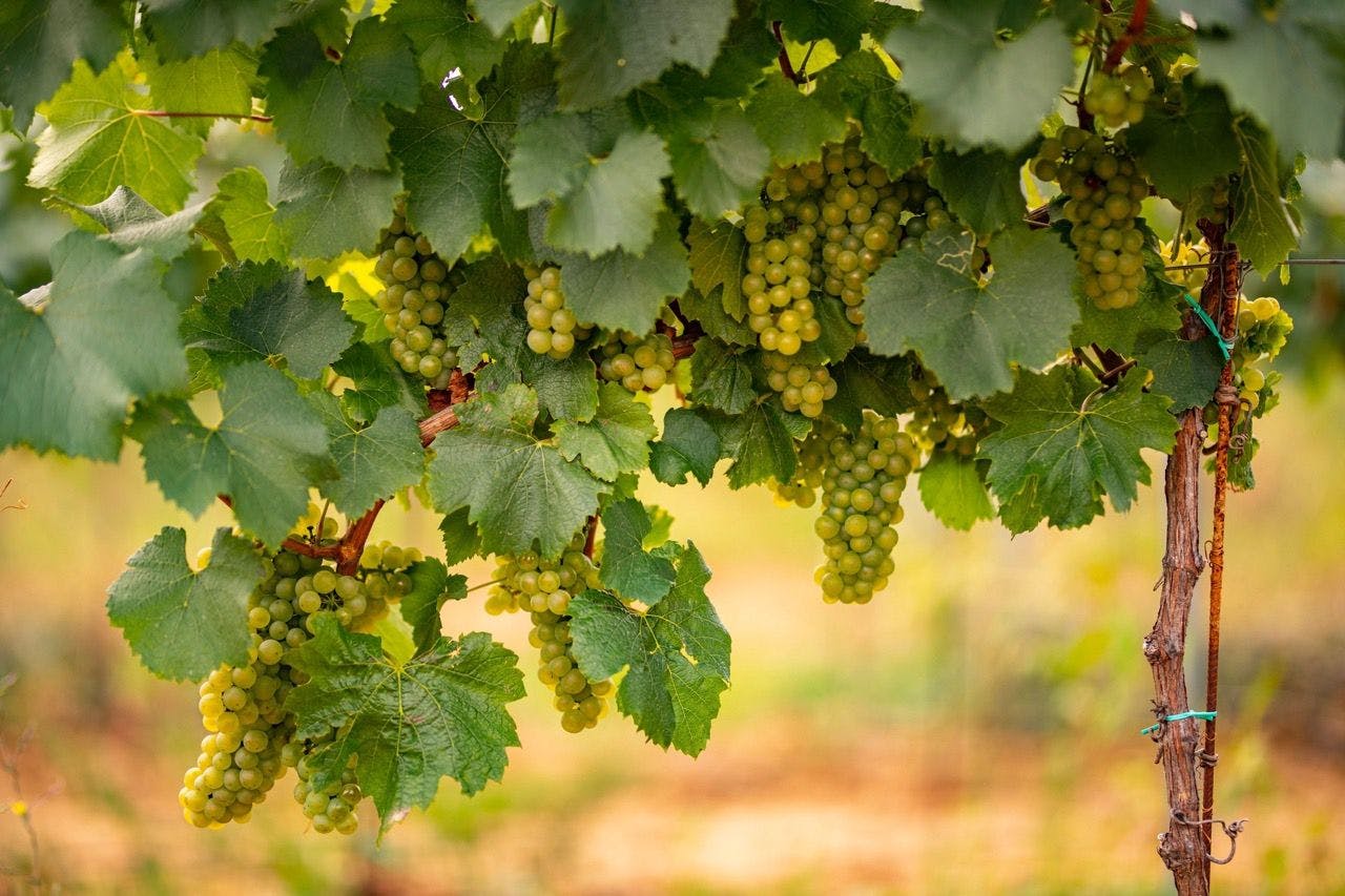 Grapes in France