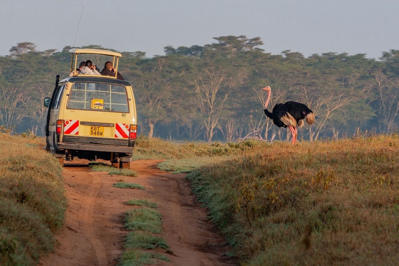 Ostrich at Lake Nakuru National Park, Kenya.
