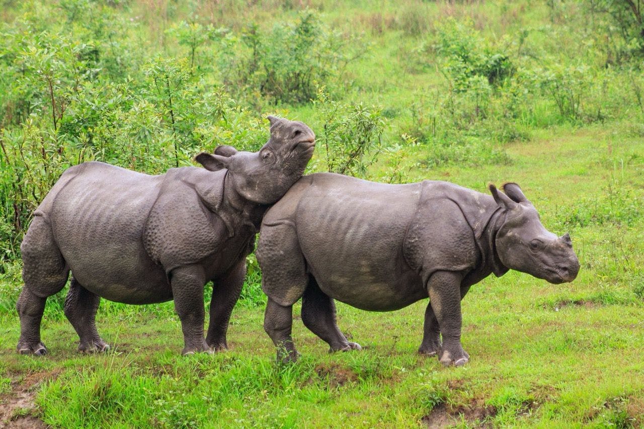 Rhinos in Indian Kaziranga National Park