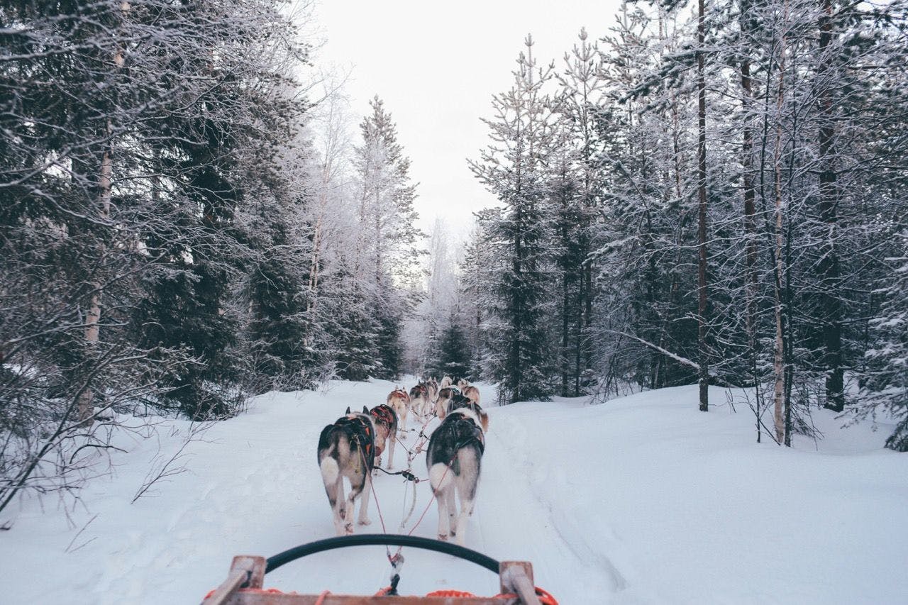 Riding a dog sleigh in snowy Rovaniemi.