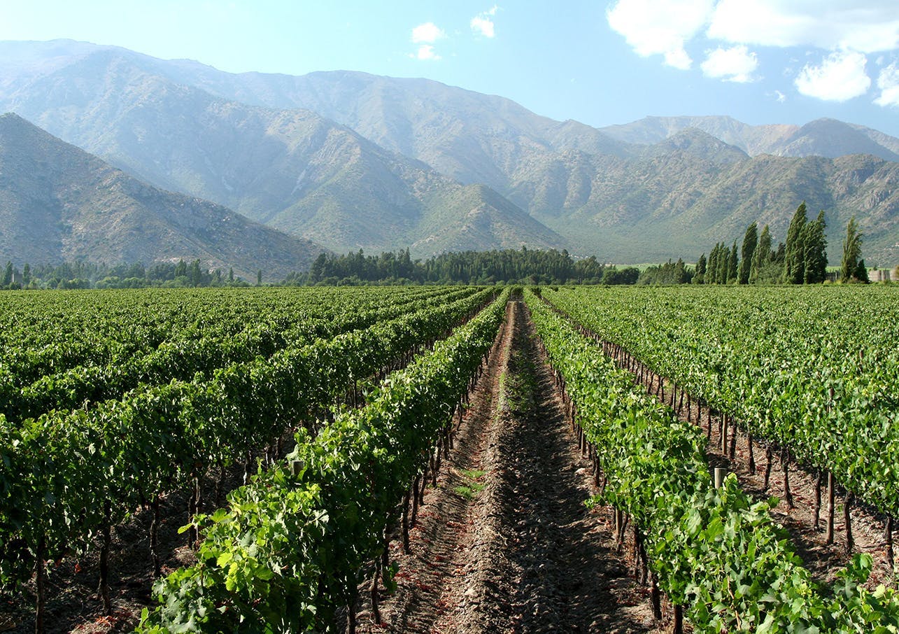 View on Viña Errázuriz vineyard in Aconcagua Valley in Chile.