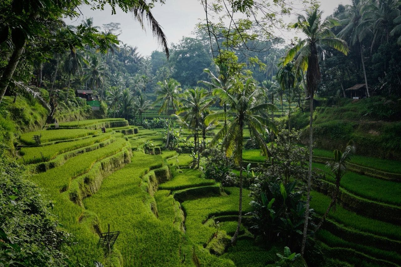 Bali rice terraces and palm trees