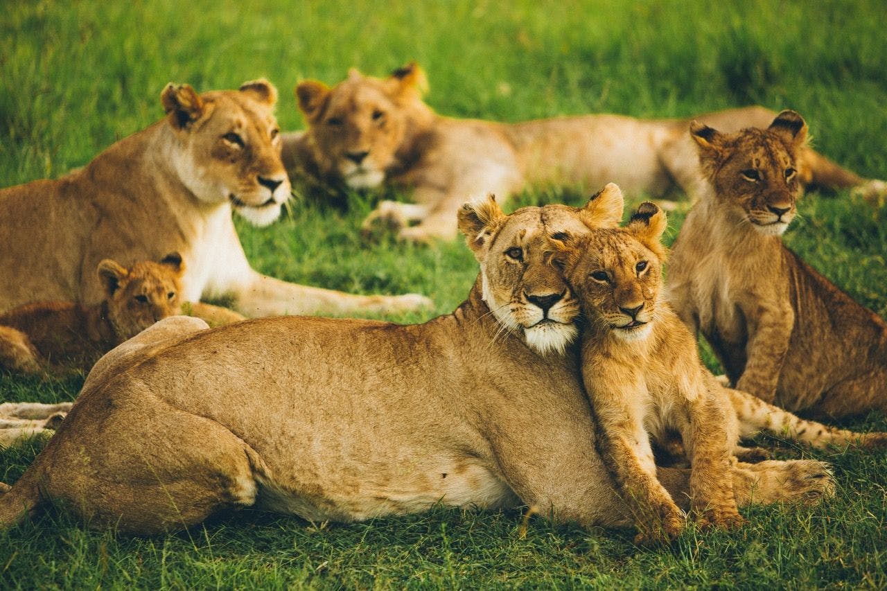 Lionesses with cubs in Maasai Mara national reserve in Kenya.