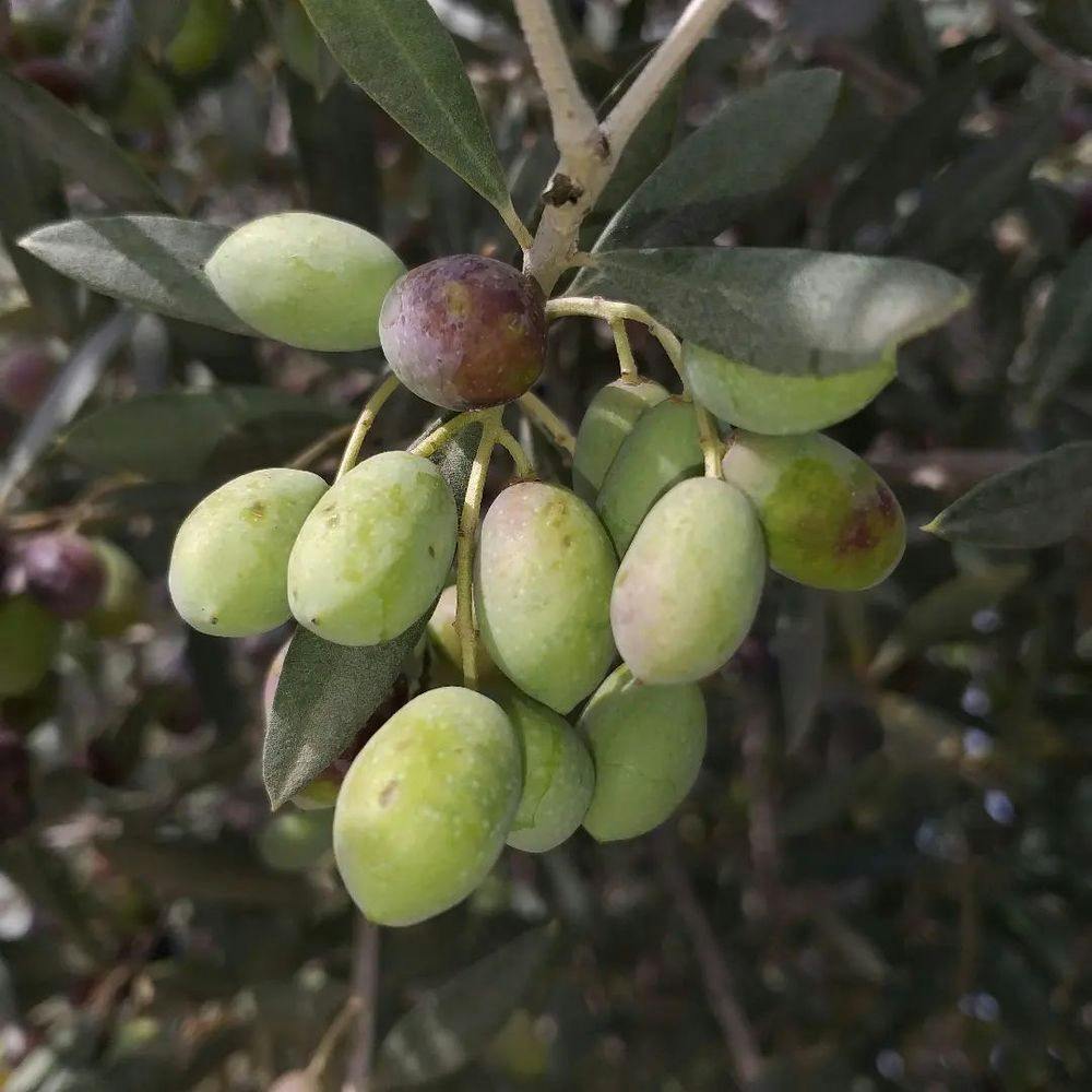 Branch with olives in Greece.