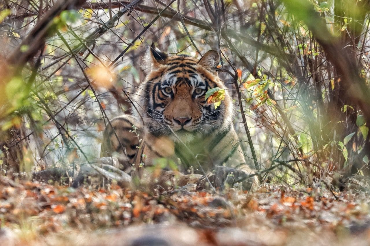 Bengal tiger in Ranthambore National Park in India