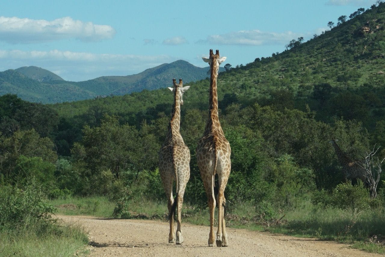 Giraffes walking in Kruger national park in South Africa