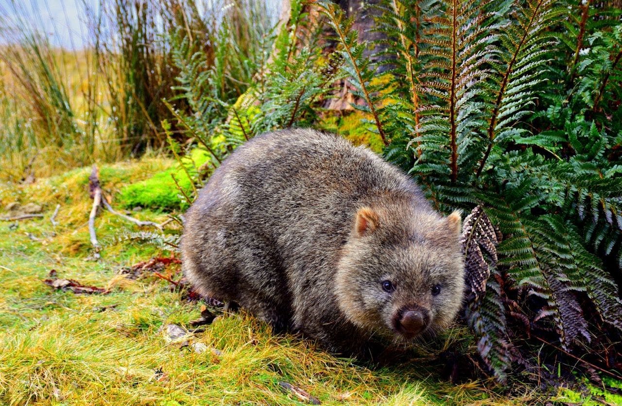 Wombat in Tasmania forest in Australia