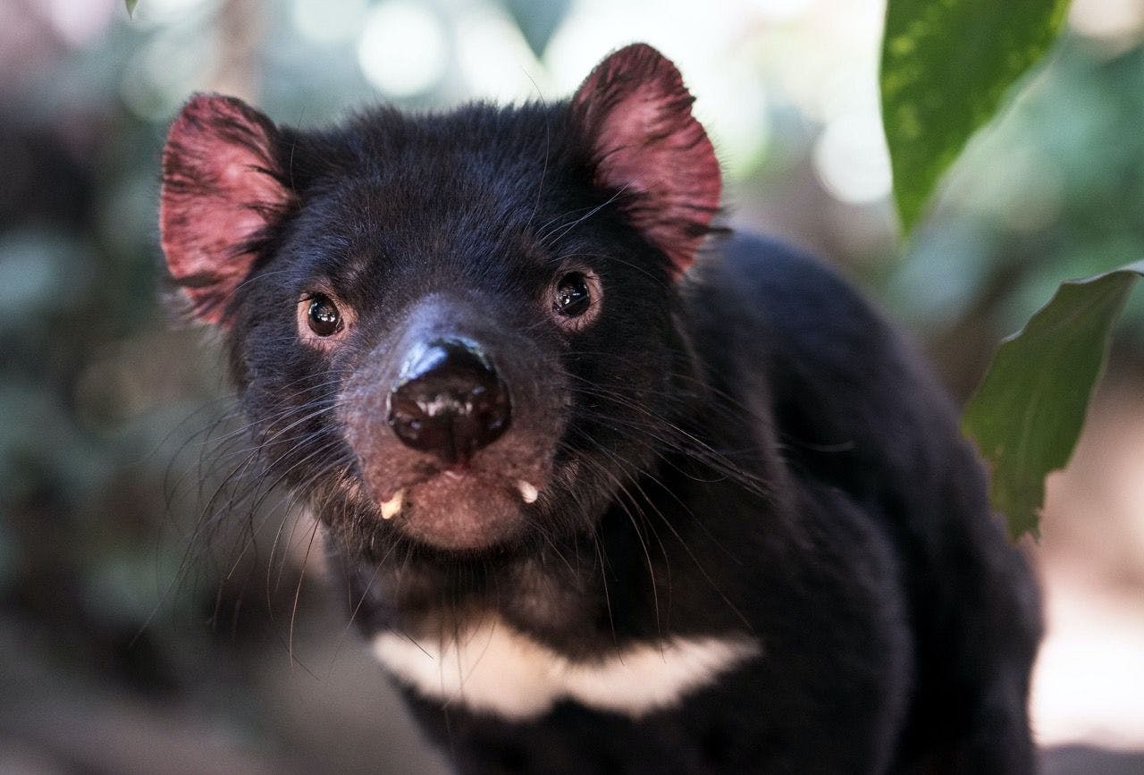 Tasmanian devil in the wilderness of Tasmania Australia