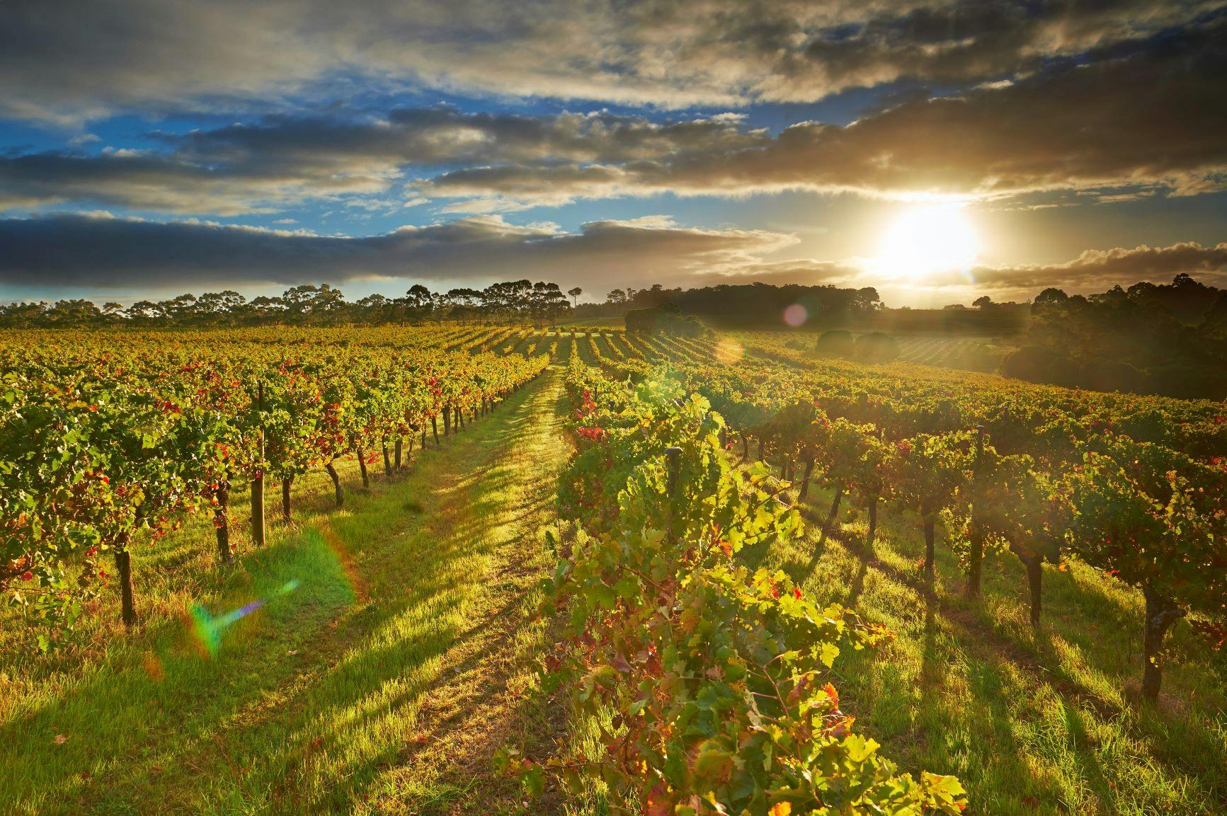 View on Leeuwin Estate vineyard in Margaret River Australia.