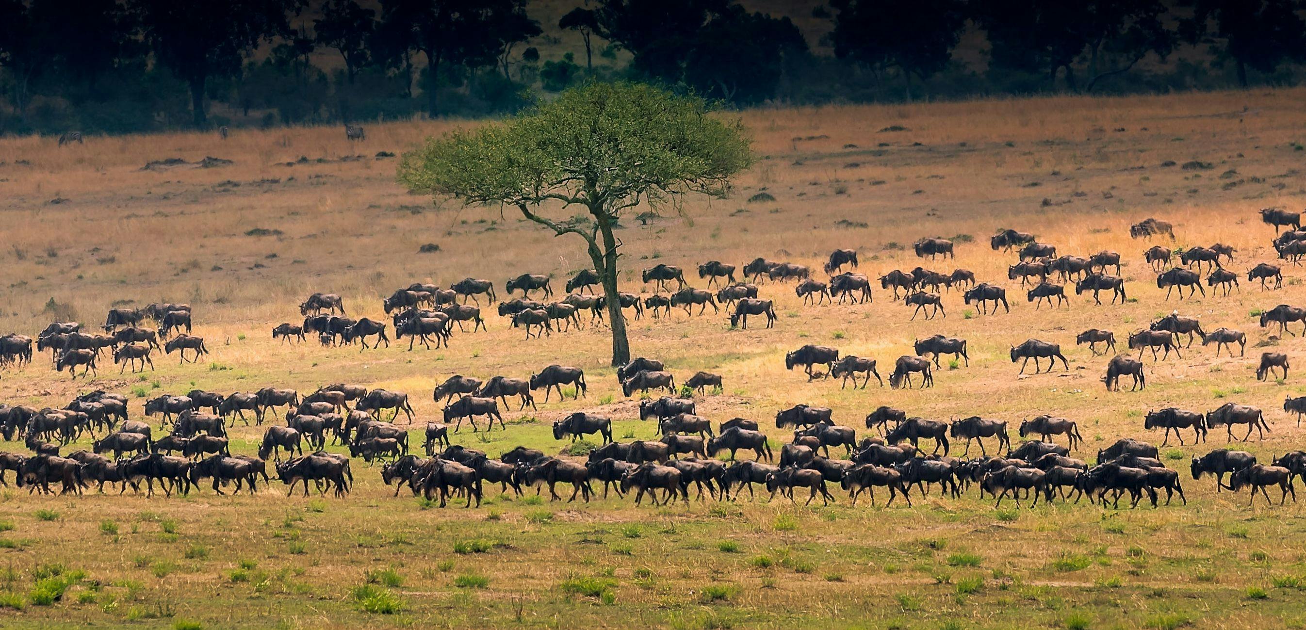 Great Wildebeest Migration in Serengeti national park in Tanzania