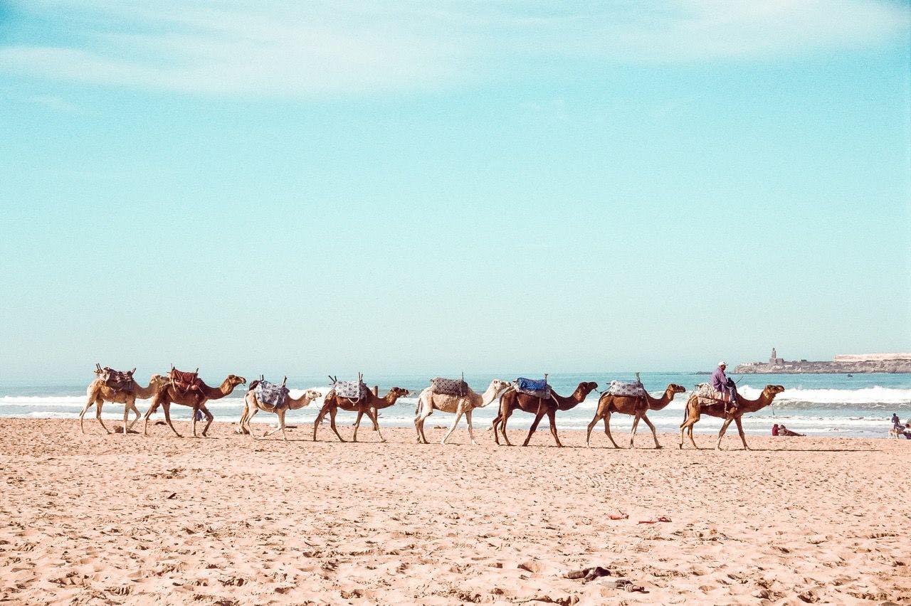 Camels on a beach in Essaouira Morocco