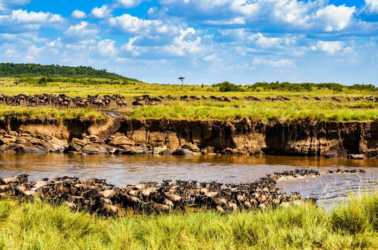 Wildebeest crossing the river in Maasai Mara national park in Kenya.