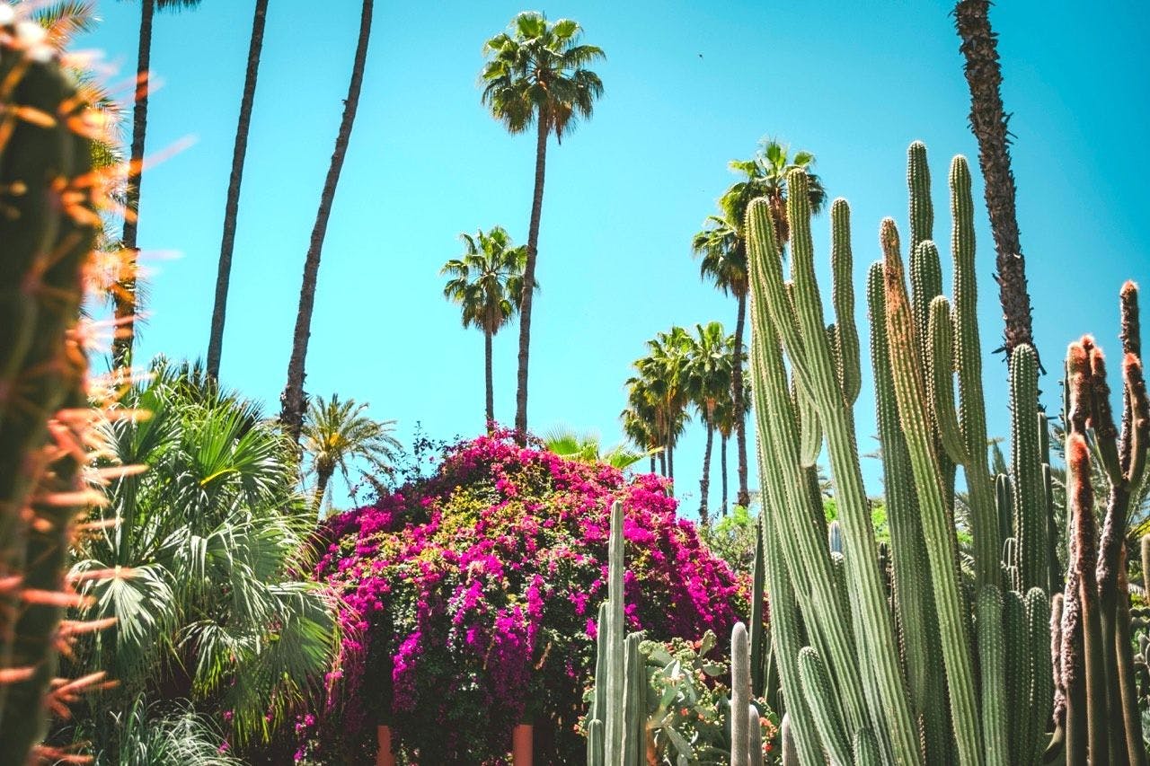 Blooming flowers and cactuses in Marrakesh Morocco.