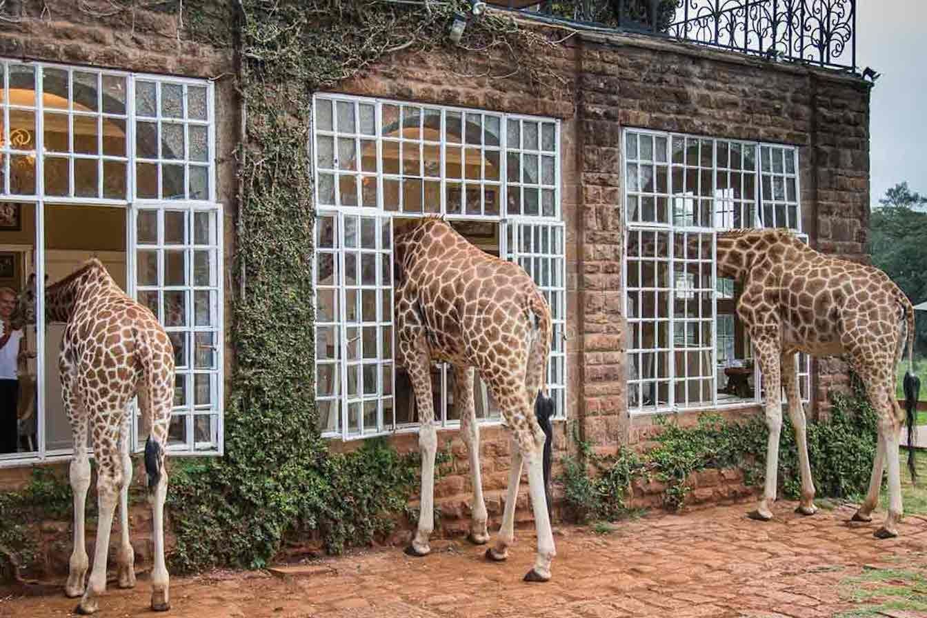 Giraffe Manor hotel in Kenya with giraffes