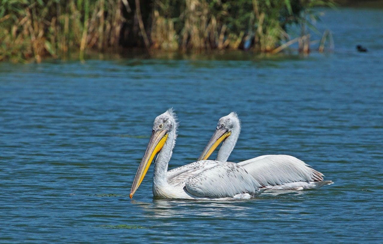 Pelicans on Prespa Lakes in Greece.