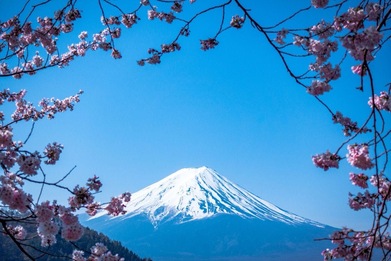 Cherry blossoms and view on Mount Fuji in Japan.