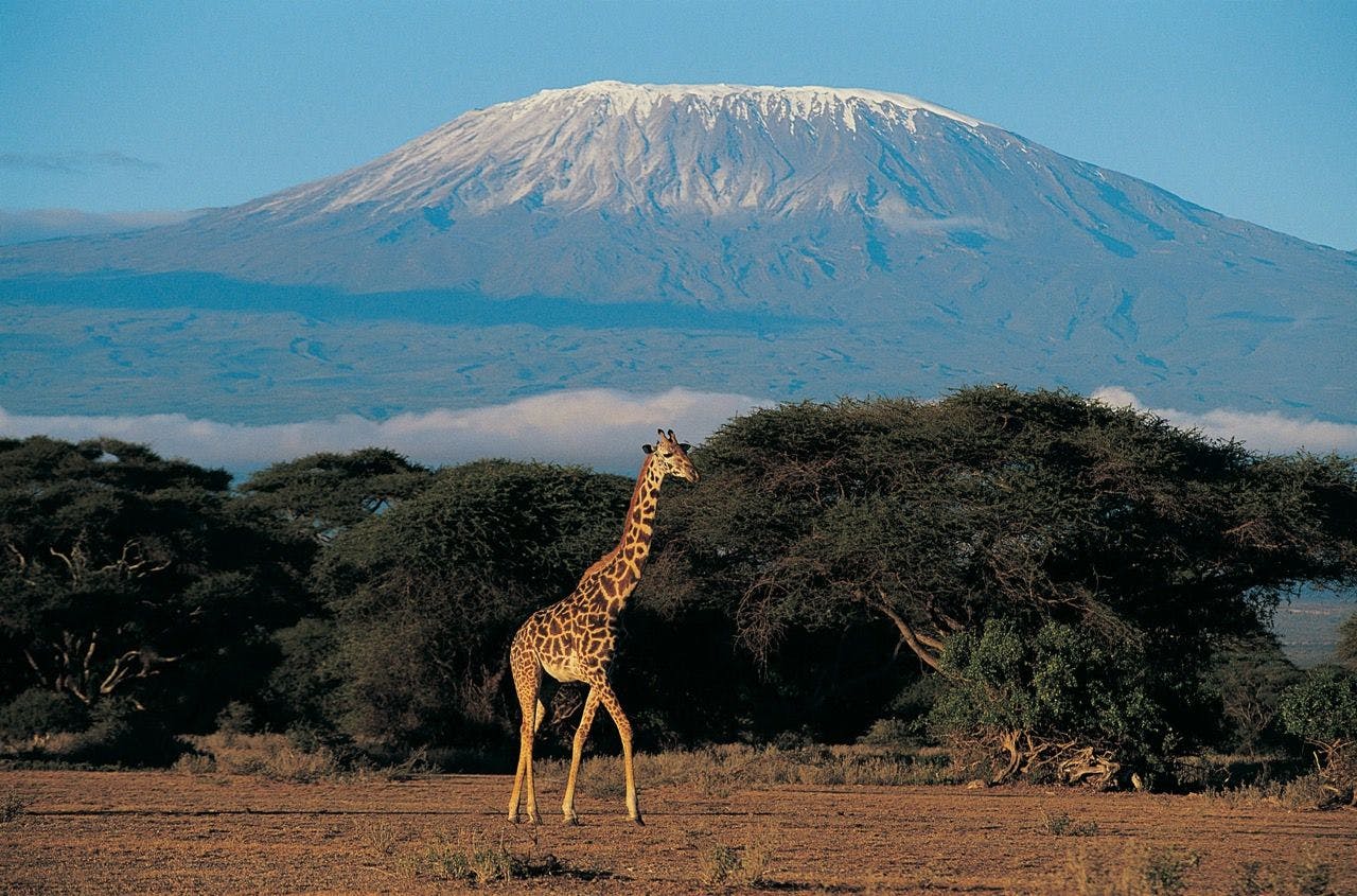 View of giraffe and Kilimanjaro from Amboseli National Park, Kenya.