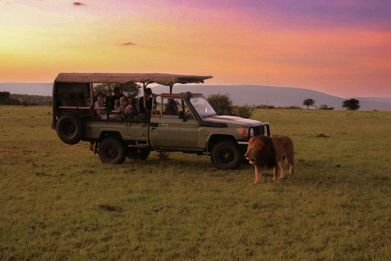 Lion walking around safari car in Kenya.