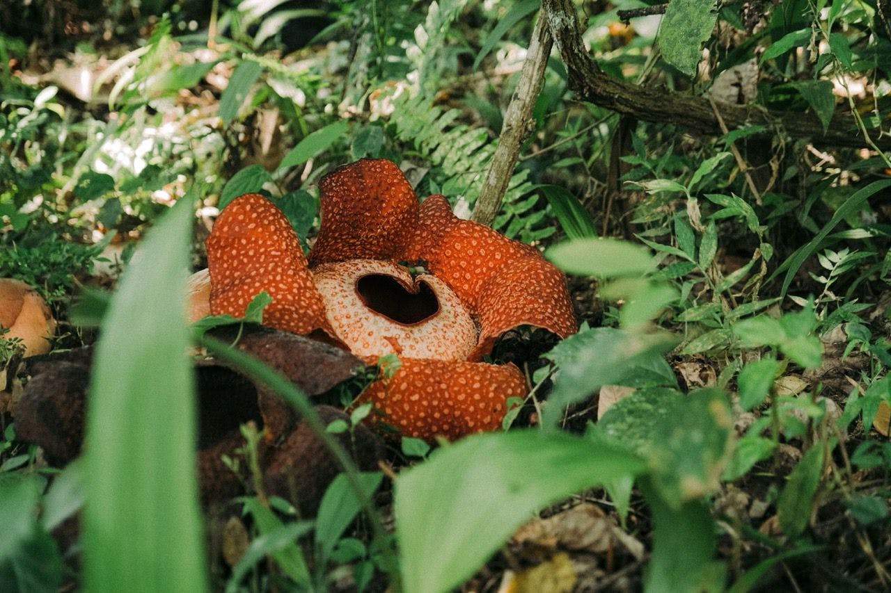 Rafflesia flower in Indonesia.
