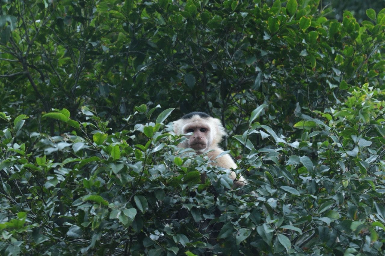 Monkey in the rainforest in Gatun Lake Panama.