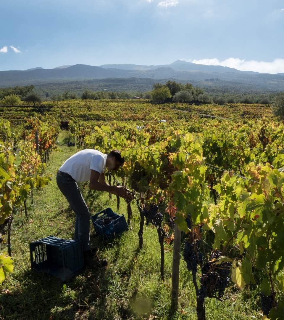 View on vineyard of Tasca d'Almerita in Sicily.