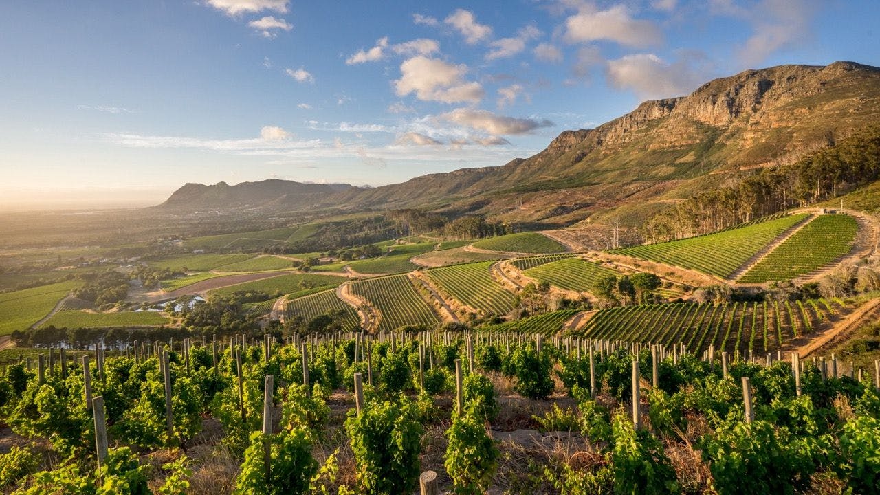 View on vineyards of Klein Constantia in Cape Town South Africa.