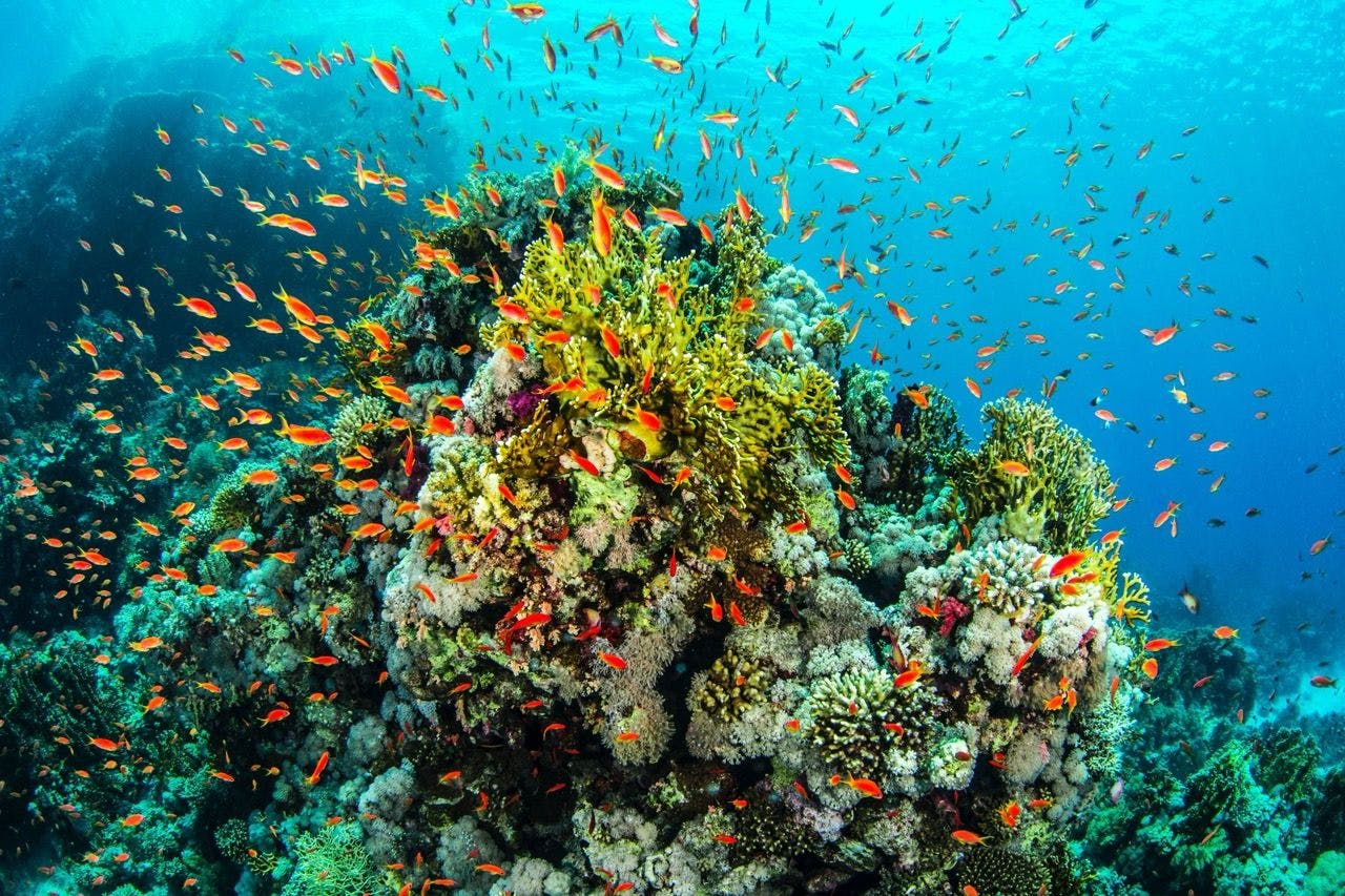 Coral reef and fish in the Red Sea.