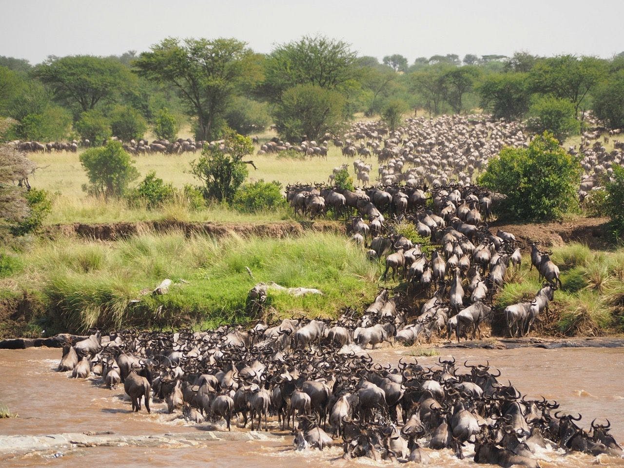 Wildebeest migration in Serengeti national park in Tanzania