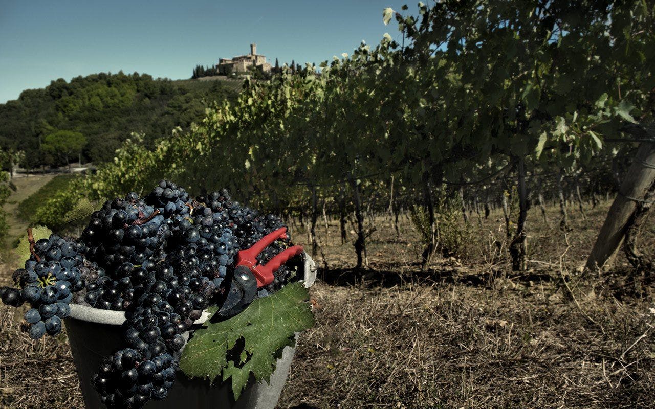 Bucket filled with grapes in Castello Banfi vineyard in Siena Italy.