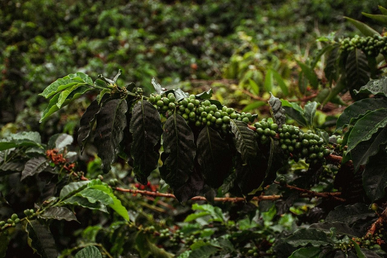 Lush coffee plant in Buenavista, Quindío, Colombia.