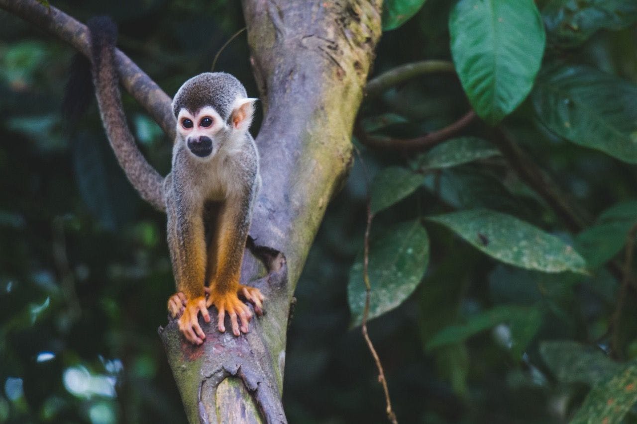 Monkey on a tree in Amazon rainforest