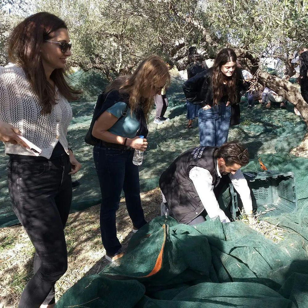 People harvesting olives in Greece.