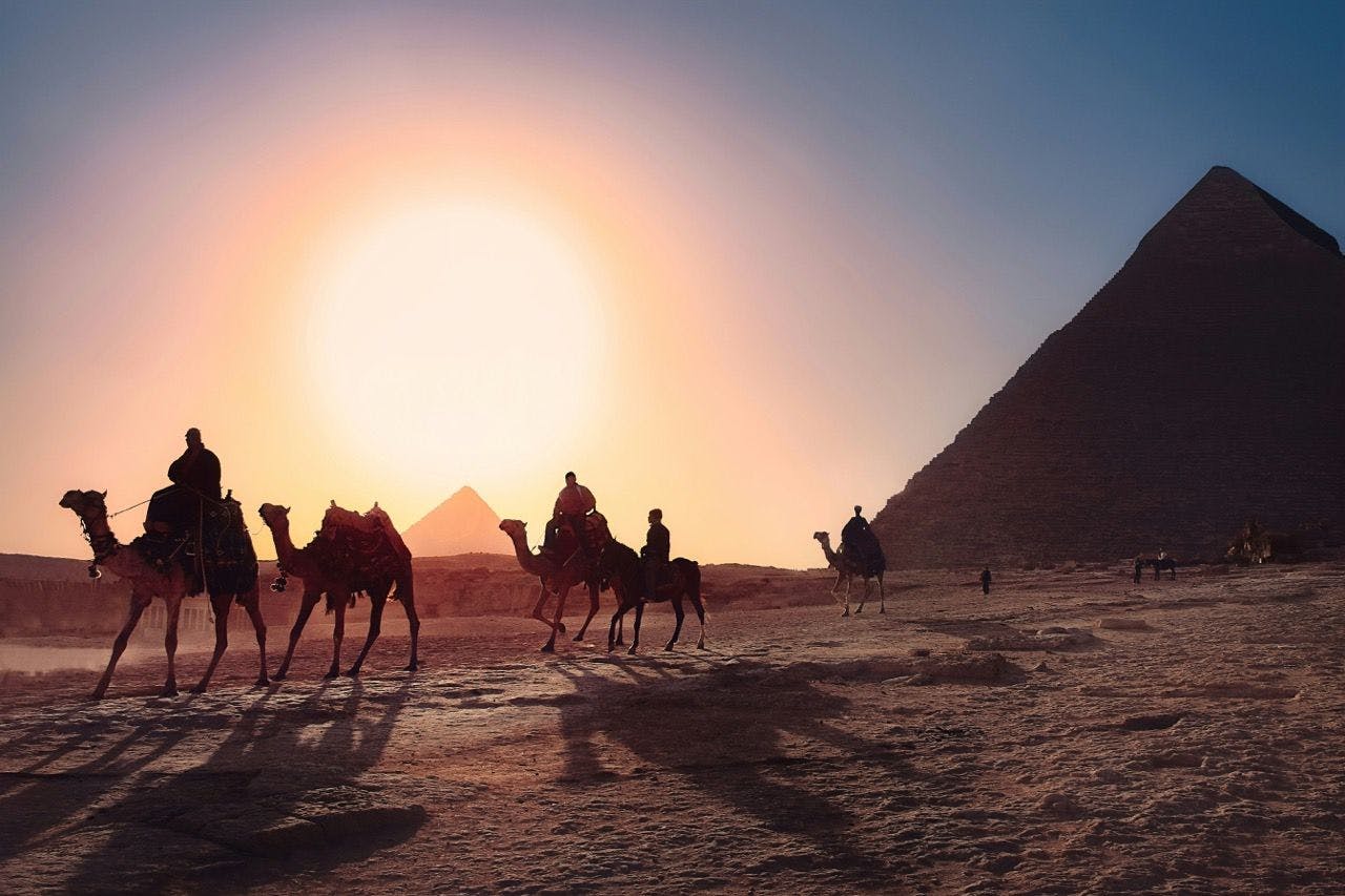 Camels walking next to Giza pyramids in Egypt.