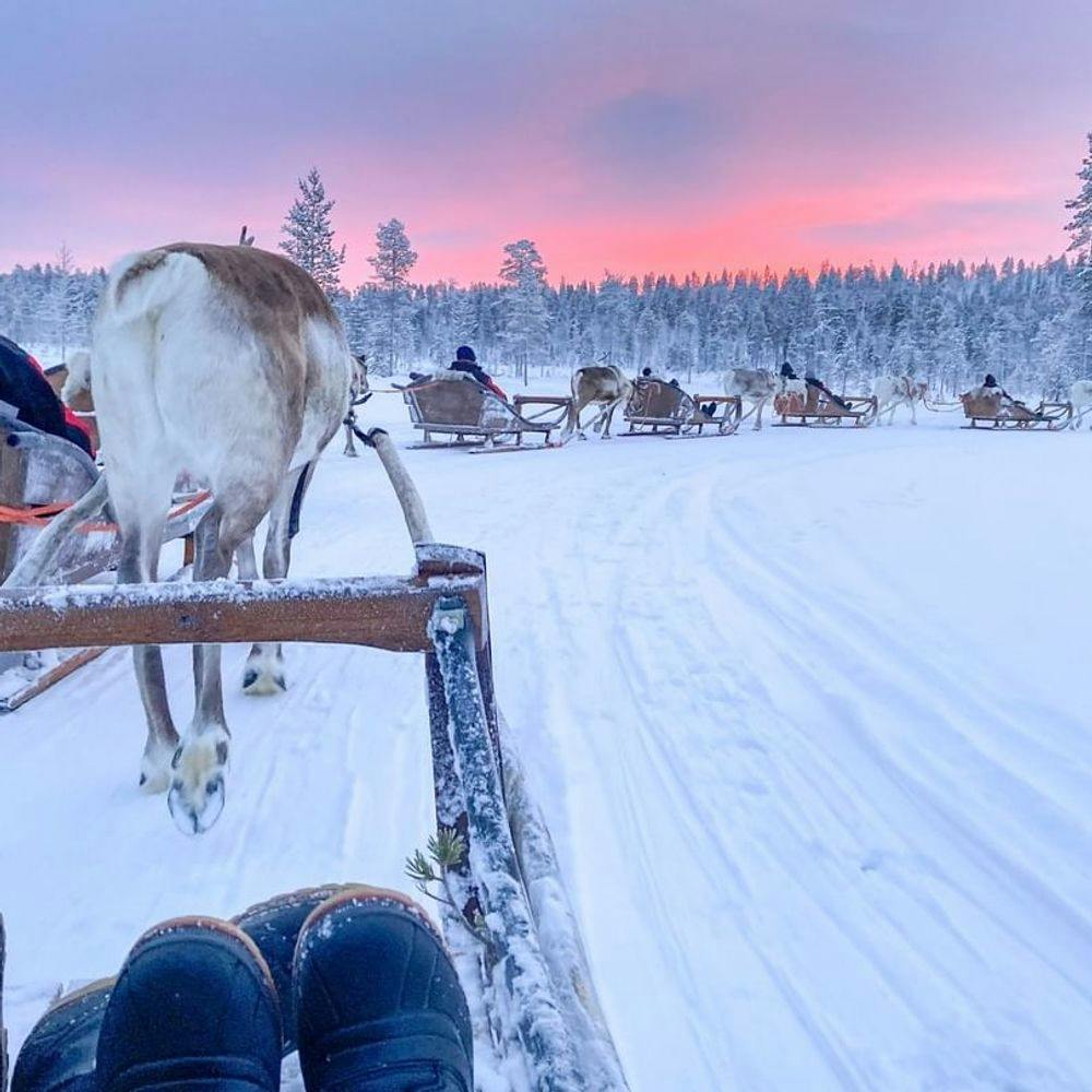 People riding reindeer sledges in Lapland