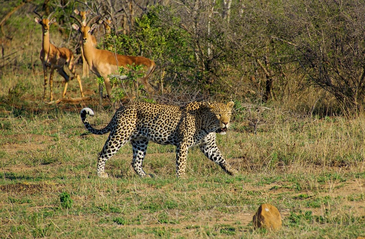 Wildlife in Kruger national park in South Africa