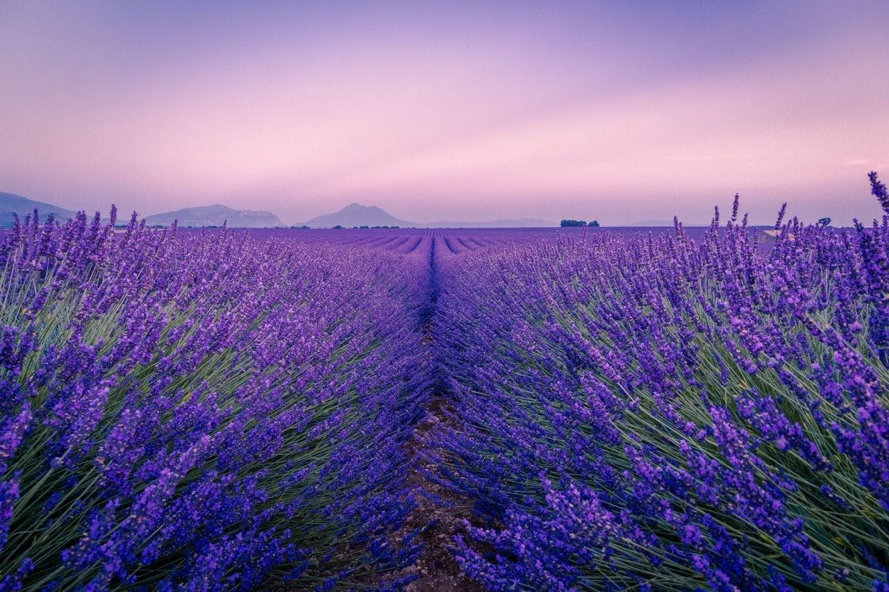 Lavender fields in Provence France.