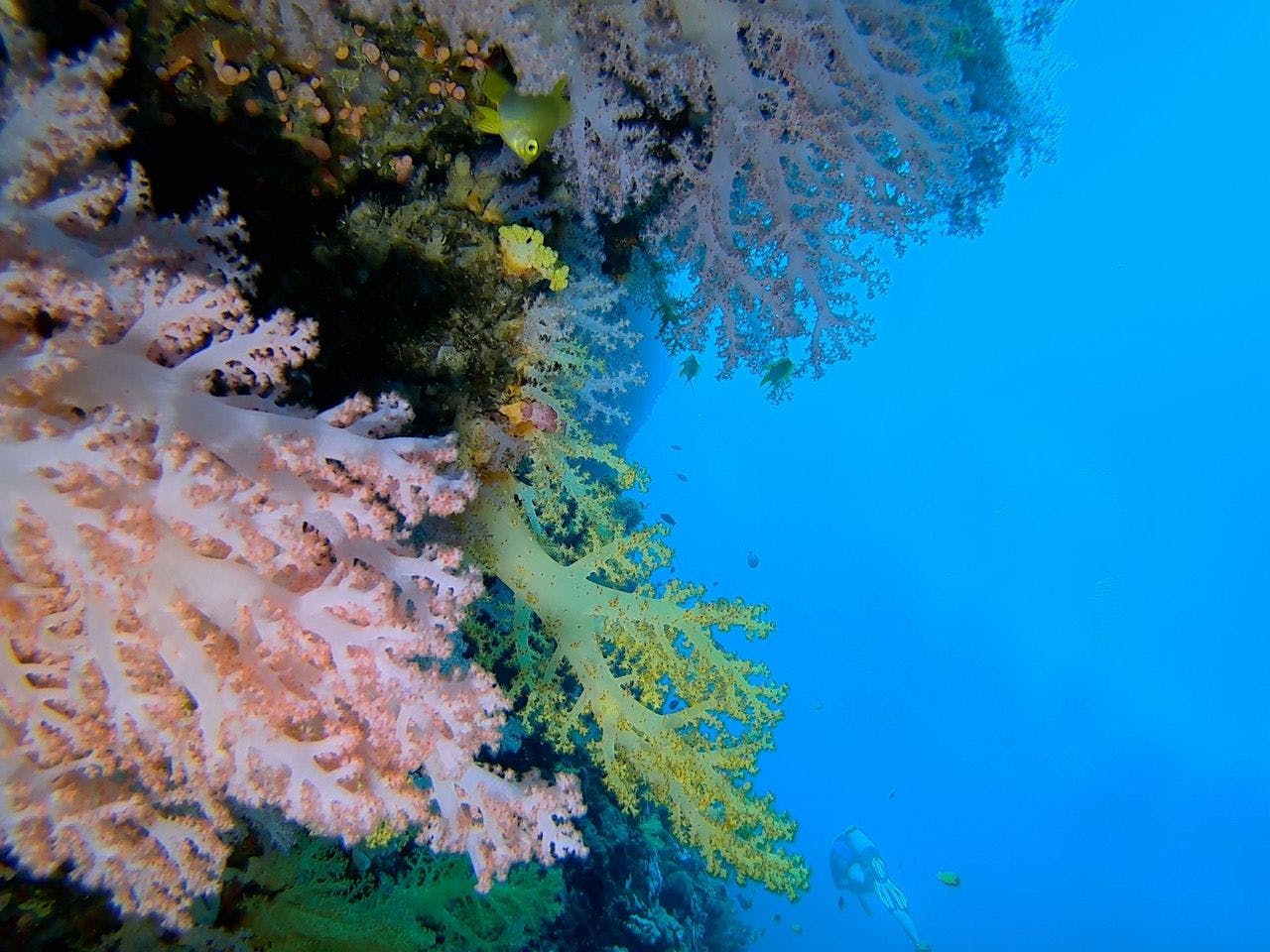 Colorful coral reef in Balicasag Island, Philippines.