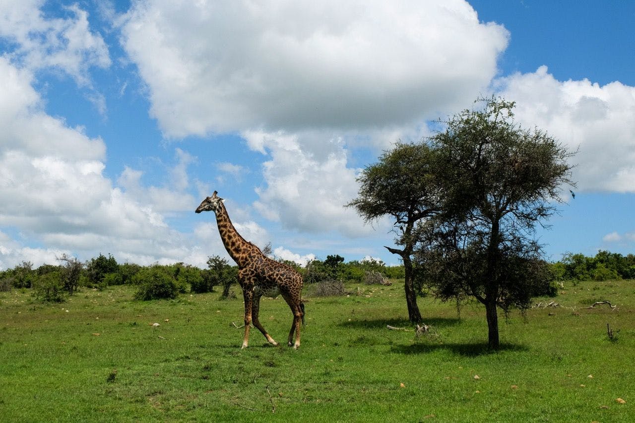 Giraffe walking in Maasai Mara national reserve in Kenya.