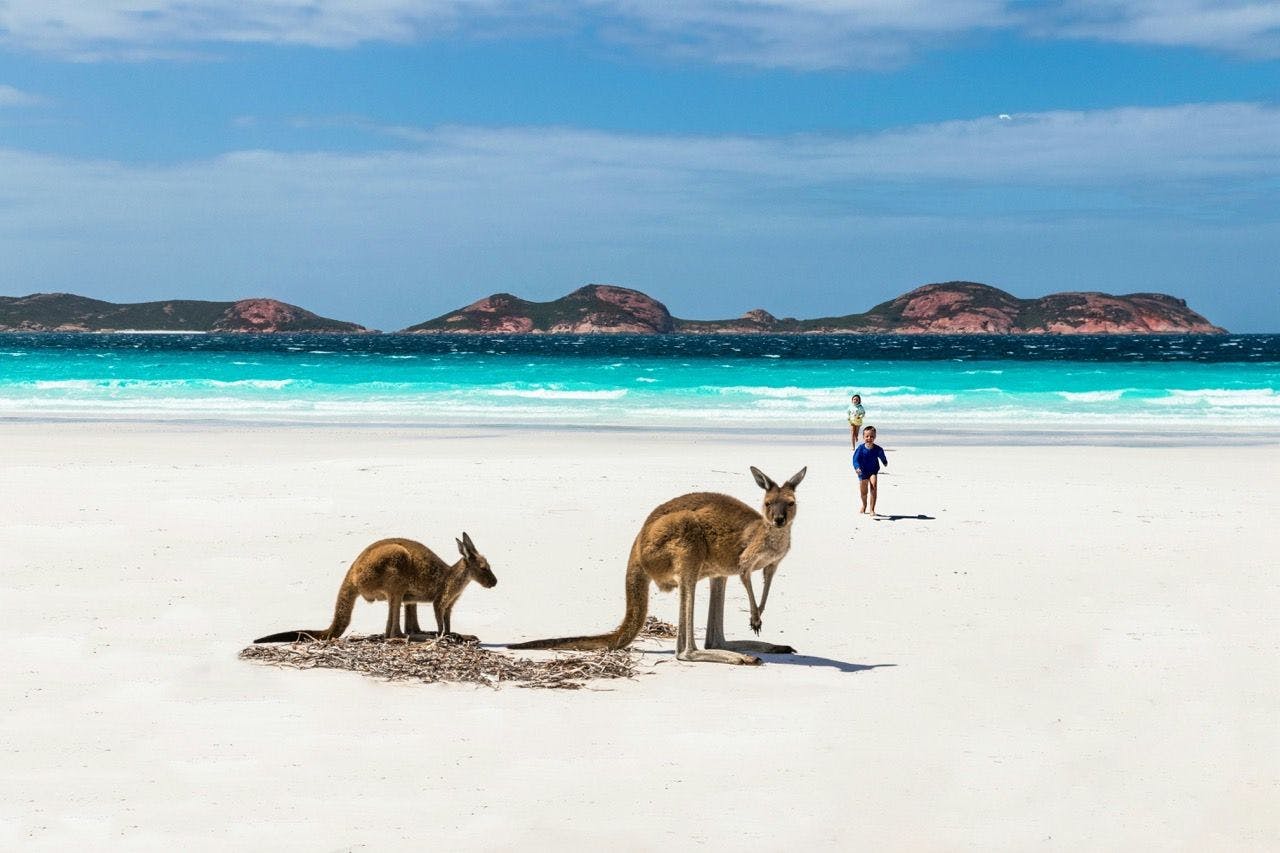 Kangaroos on the beach in Kangaroo Island Australia