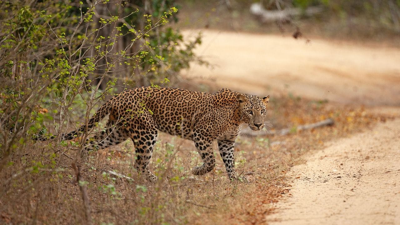 Leopard crossing road in Yala National Park in Sri Lanka