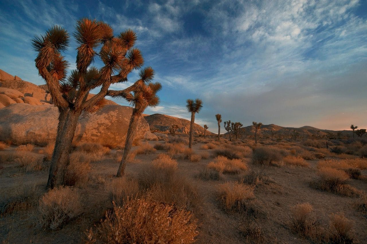 Joshua Tree in Mojave desert in United States