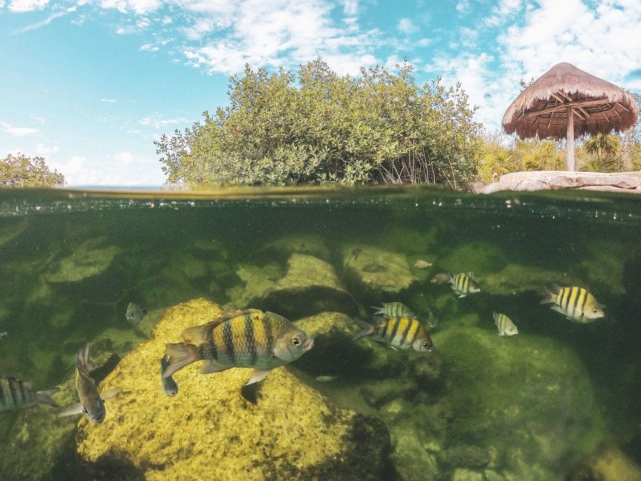 Fish swimming in cenote in Tulum Mexico