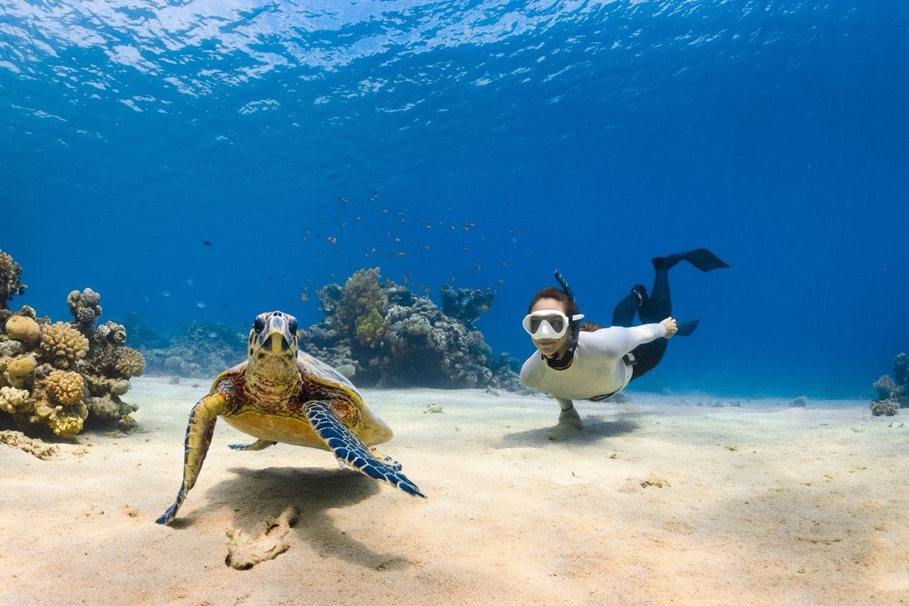 Diving sea turtle in Red Sea in Saudi Arabia.