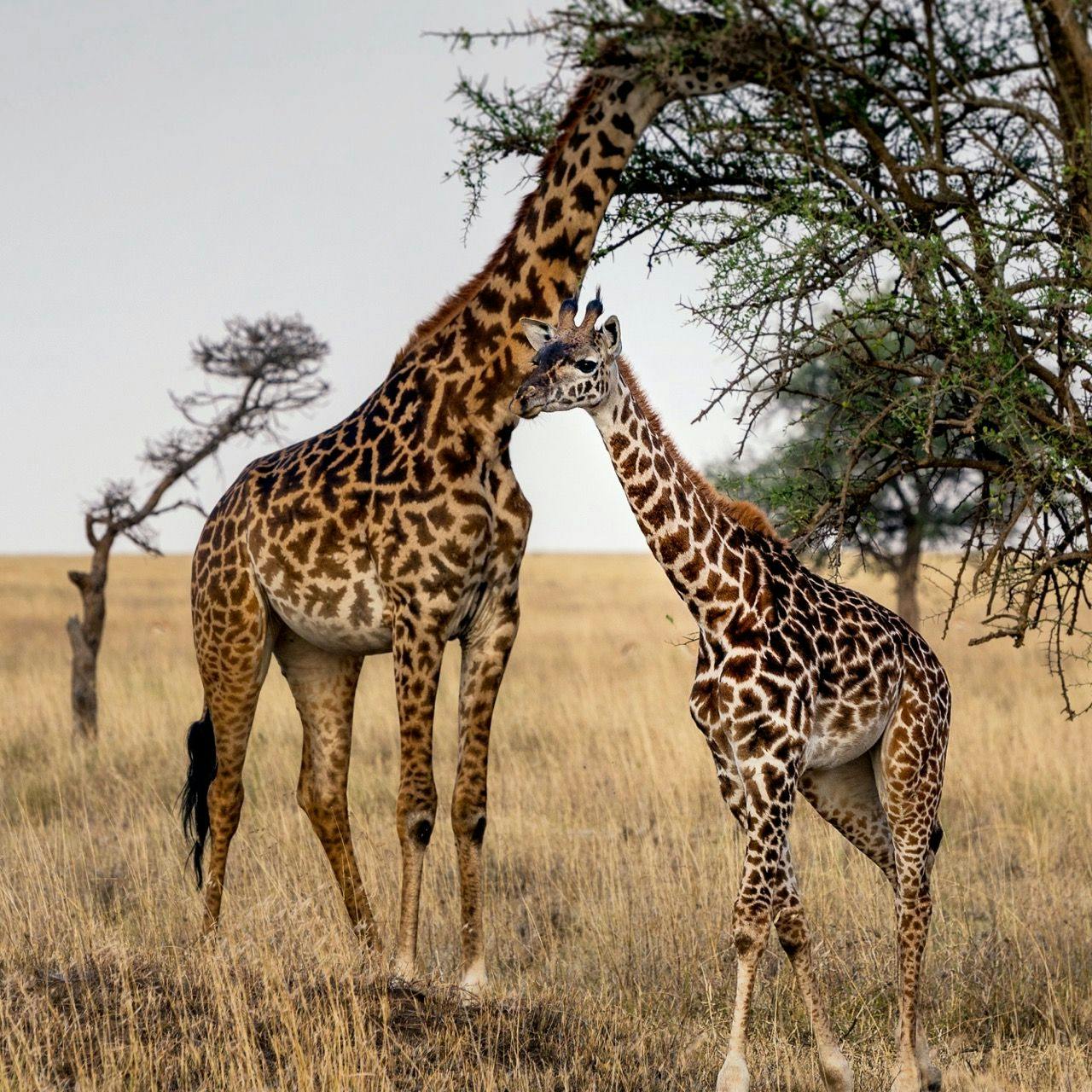 Giraffes in Serengeti national park in Tanzania